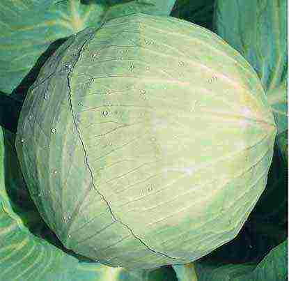 the best varieties of pickled cabbage