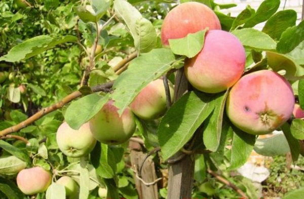 ang pinakamahusay na mga pagkakaiba-iba ng mga dwarf apple tree