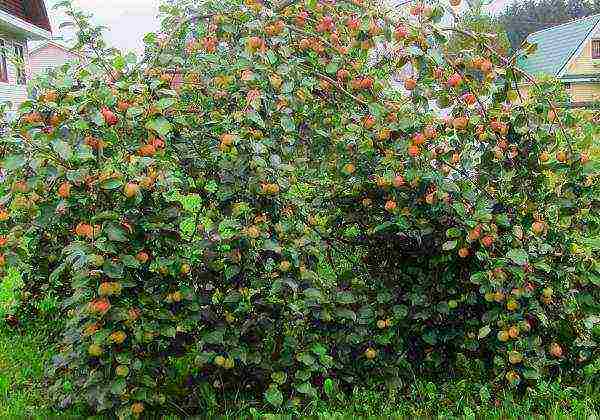 the best varieties of dwarf apple trees