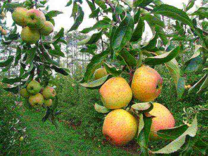 the best varieties of dwarf apple trees