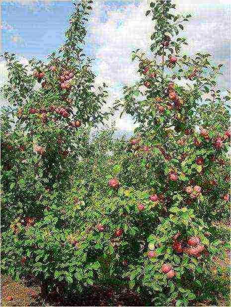 the best varieties of dwarf apple trees