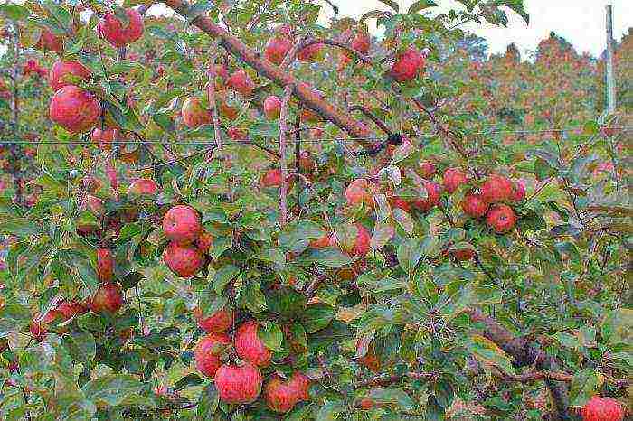 ang pinakamahusay na mga pagkakaiba-iba ng mga dwarf apple tree