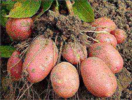 the best varieties of bellarose potatoes