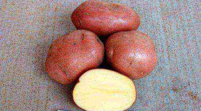 the best varieties of bellarose potatoes