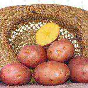 the best varieties of bellarose potatoes