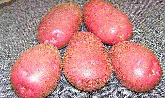 the best varieties of bellarose potatoes