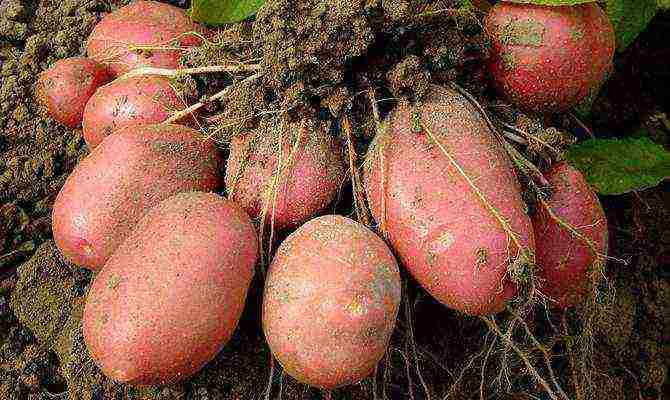 the best varieties of bellarose potatoes