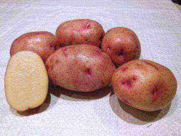 the best varieties of early potatoes