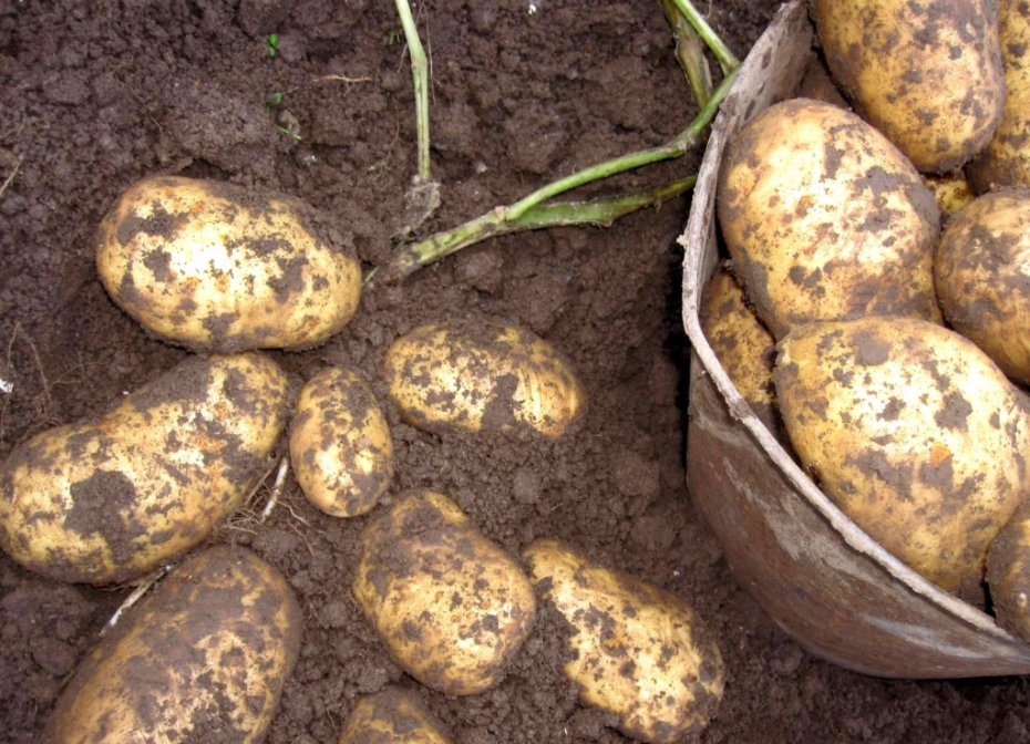 the best varieties of early potatoes