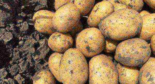 the best varieties of early potatoes