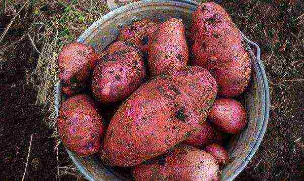 the best varieties of early potatoes