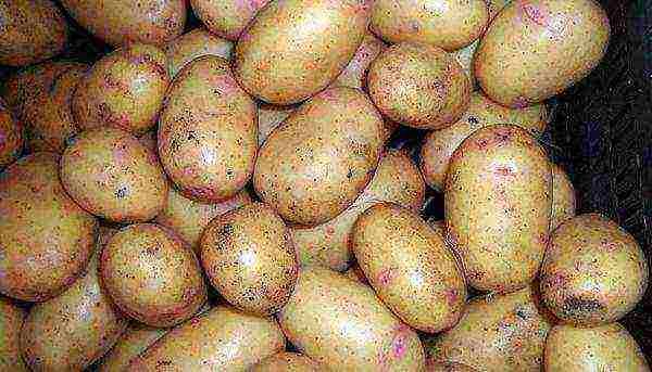 the best varieties of early potatoes