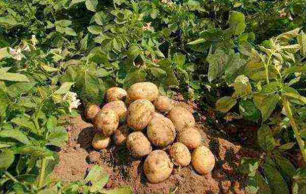 the best varieties of early potatoes