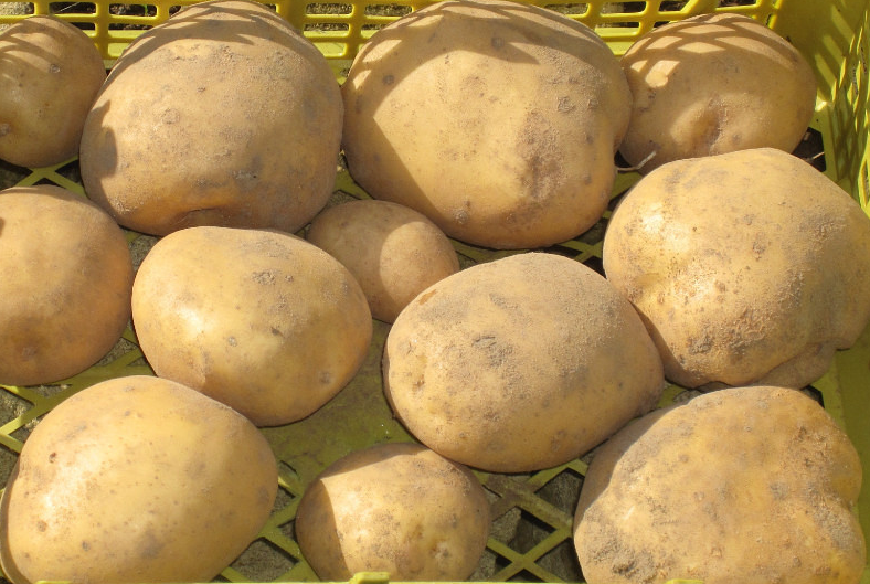 the best varieties of early potatoes