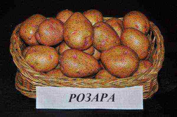 the best varieties of rosara potatoes