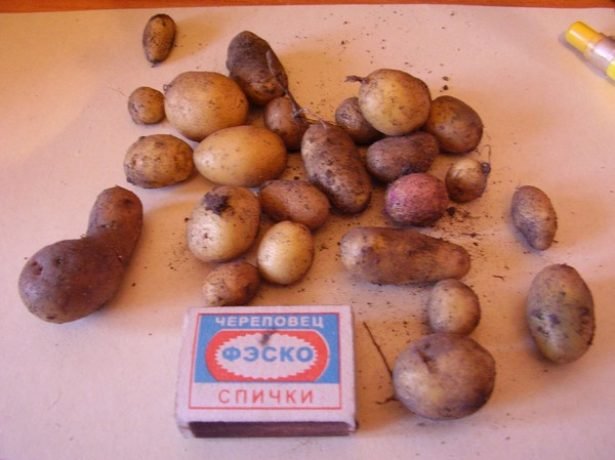 the best varieties of rosara potatoes