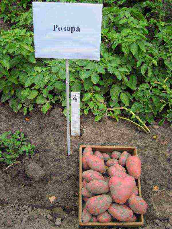 the best varieties of rosara potatoes