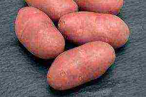 the best varieties of rosara potatoes