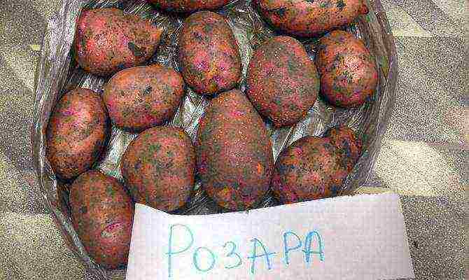 ang pinakamahusay na mga pagkakaiba-iba ng rosara patatas