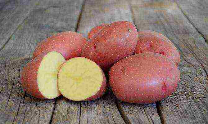 the best varieties of rosara potatoes