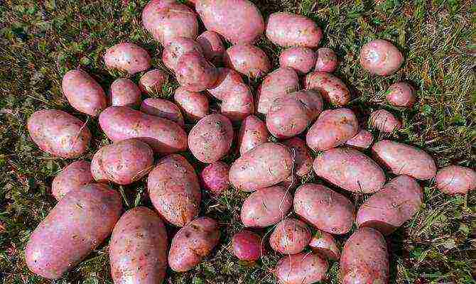 the best varieties of rosara potatoes