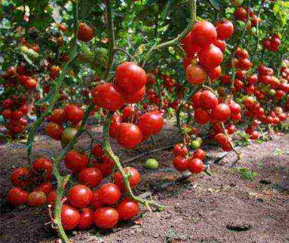 the best varieties of cluster tomatoes