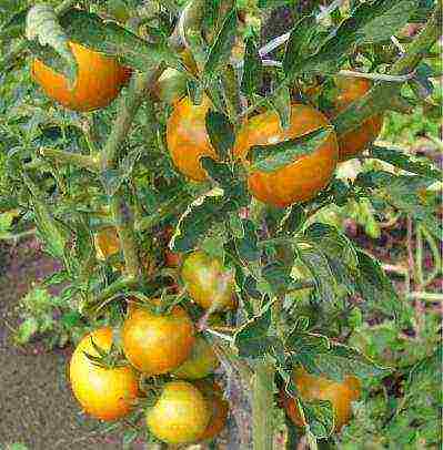 the best varieties of cluster tomatoes