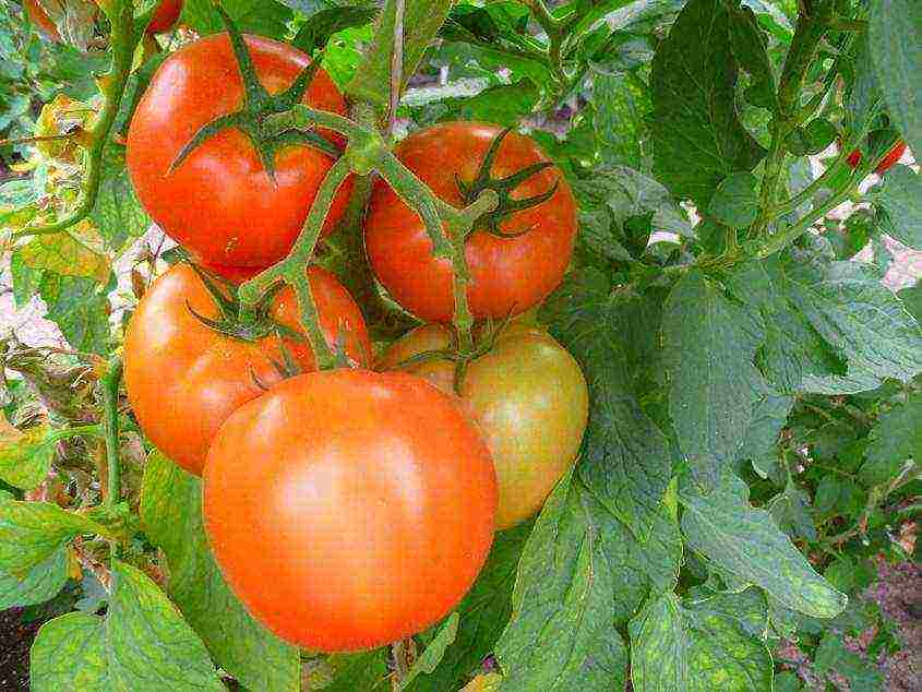 the best varieties of cluster tomatoes