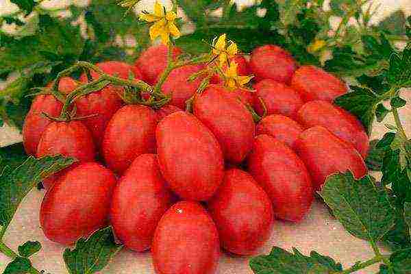 the best varieties of cluster tomatoes