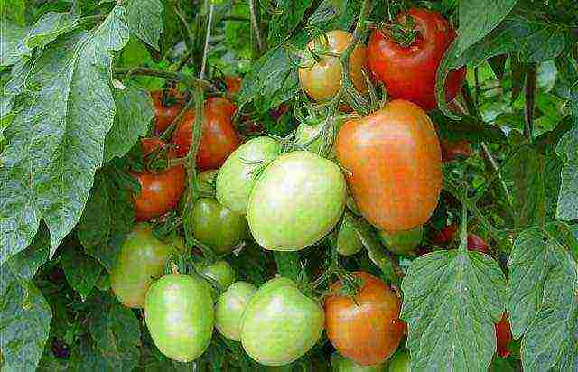 the best varieties of cluster tomatoes