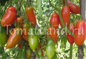 the best varieties of cluster tomatoes