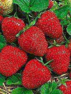 the best varieties of ampelnaya strawberries