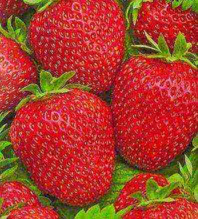 the best varieties of ampelnaya strawberries