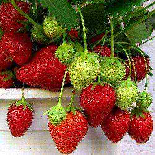 the best varieties of ampelnaya strawberries