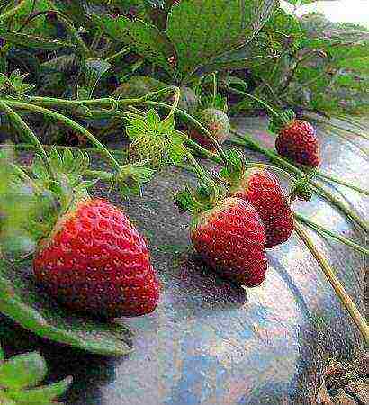 the best varieties of ampelnaya strawberries