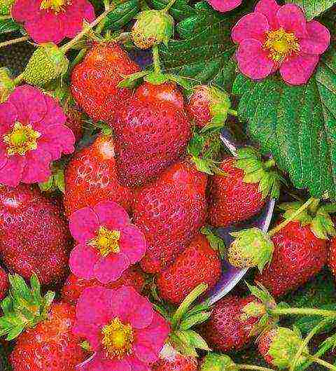 the best varieties of ampelnaya strawberries