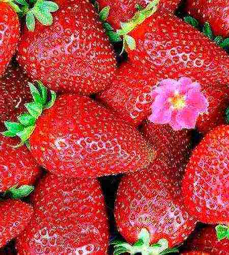 the best varieties of ampelnaya strawberries