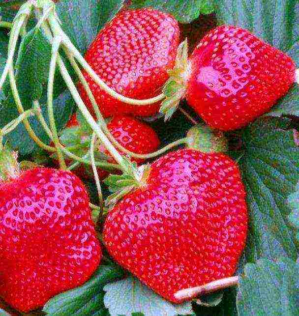 the best varieties of ampelnaya strawberries