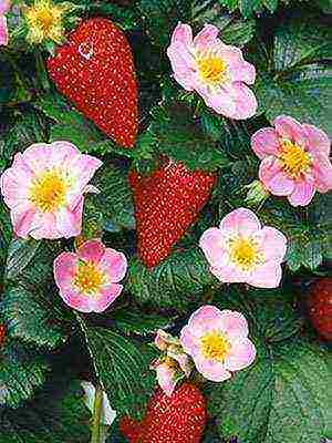 the best varieties of ampelnaya strawberries