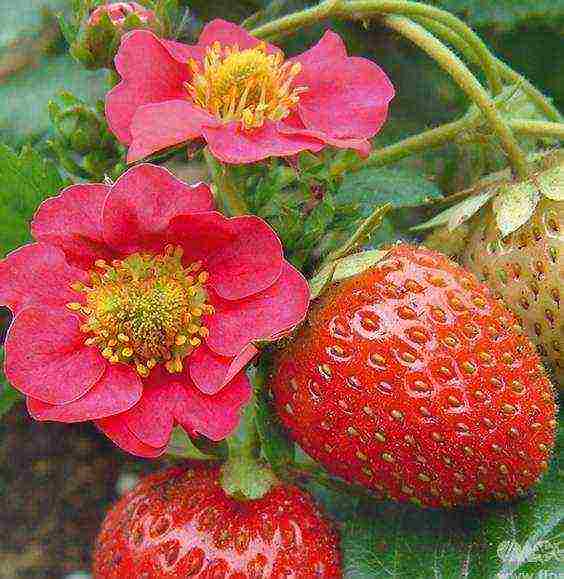 the best varieties of ampelnaya strawberries