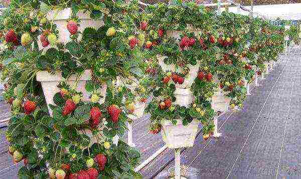 the best varieties of ampelnaya strawberries