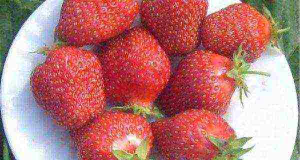the best varieties of ampelnaya strawberries