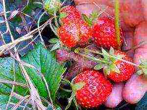 the best varieties of ampelnaya strawberries