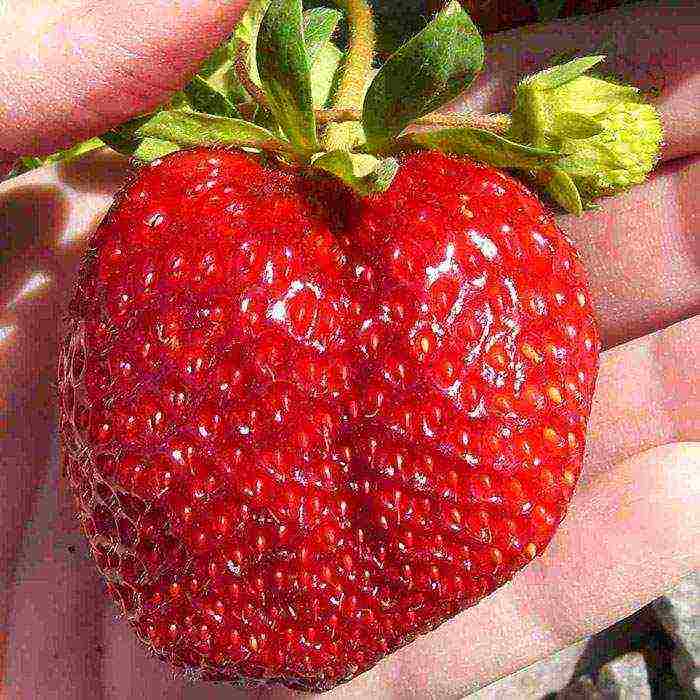 ang pinakamahusay na mga pagkakaiba-iba ng mga strawberry para sa