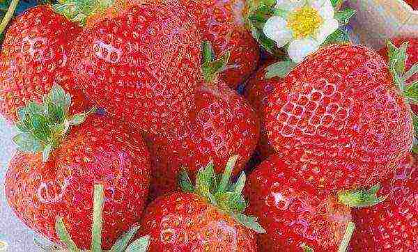 the best varieties of strawberries for