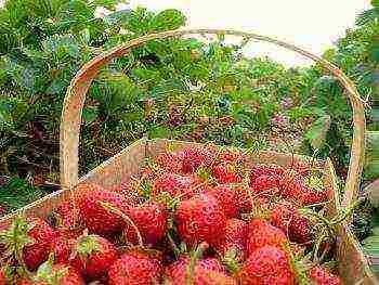 the best varieties of strawberries for planting in the Moscow region open ground