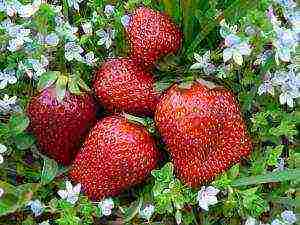 the best varieties of strawberries for planting in the Moscow region open ground