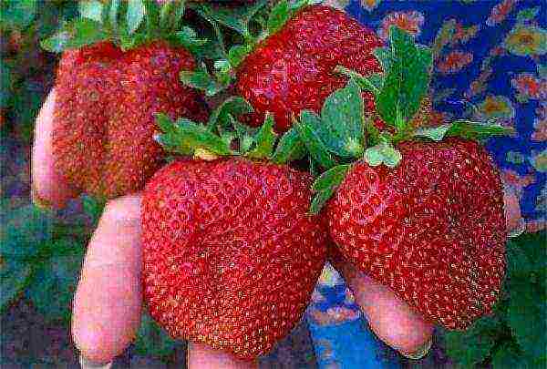 the best varieties of strawberries for planting in the Moscow region open ground