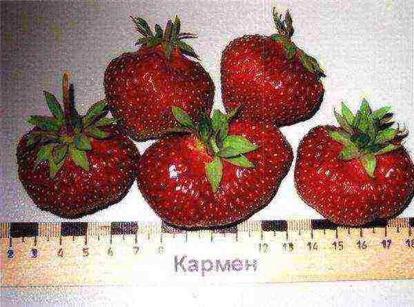 ang pinakamahusay na mga pagkakaiba-iba ng mga strawberry para sa pagtatanim sa bukas na lupa ng rehiyon ng Moscow