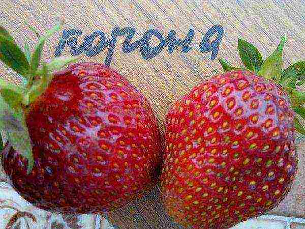 the best varieties of strawberries for planting in the Moscow region open ground